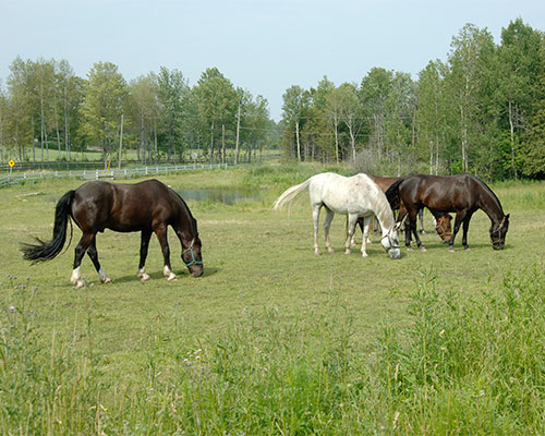 Milton Amenities - Horse Ranch
